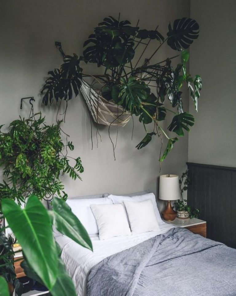 40 Beautiful Indoor Patterned Plants to Create a Lively Atmosphere